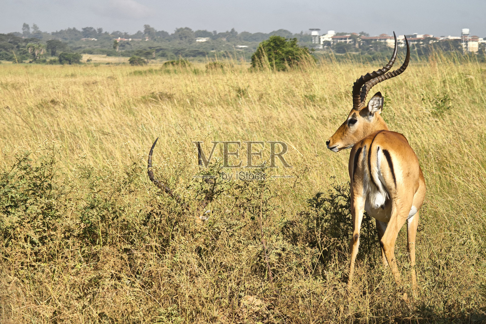 在肯尼亚或坦桑尼亚看野生动物。东非肯尼亚马赛马拉的黑斑羚。照片摄影图片