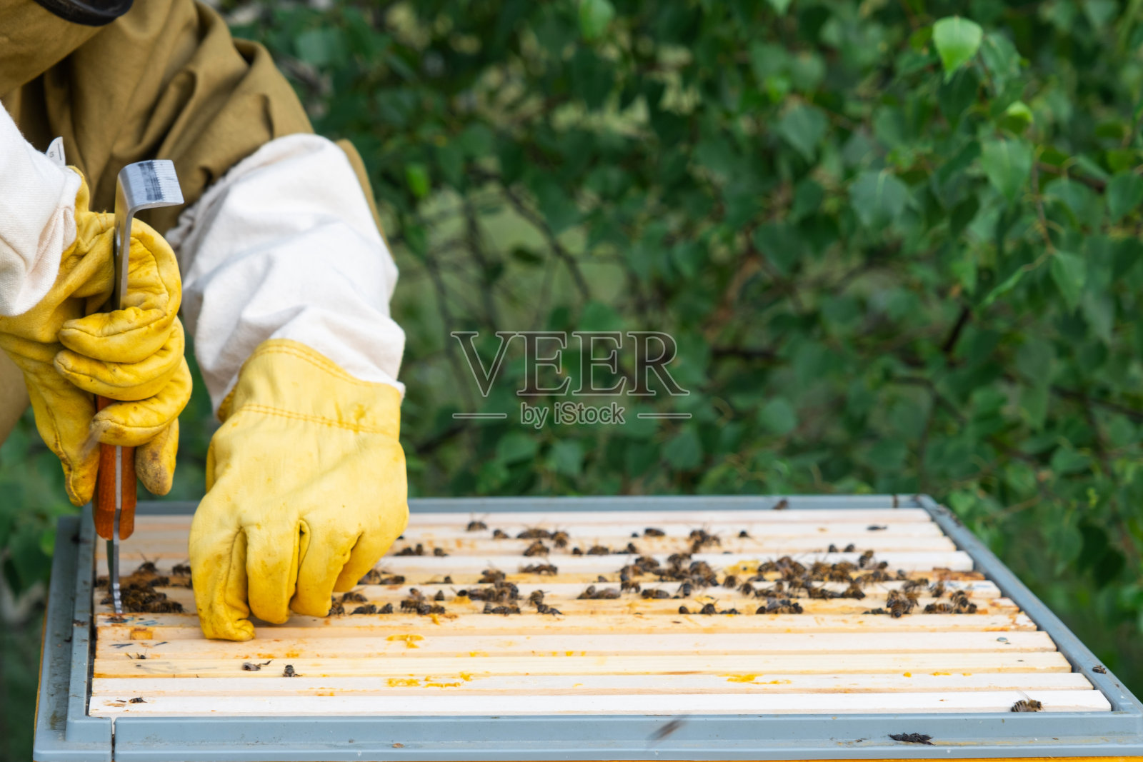 一个养蜂人，一个穿着防护服防止蜜蜂叮咬的女人，手里拿着一个装有蜂巢蜂蜜的框架。养蜂，爱护蜂房照片摄影图片