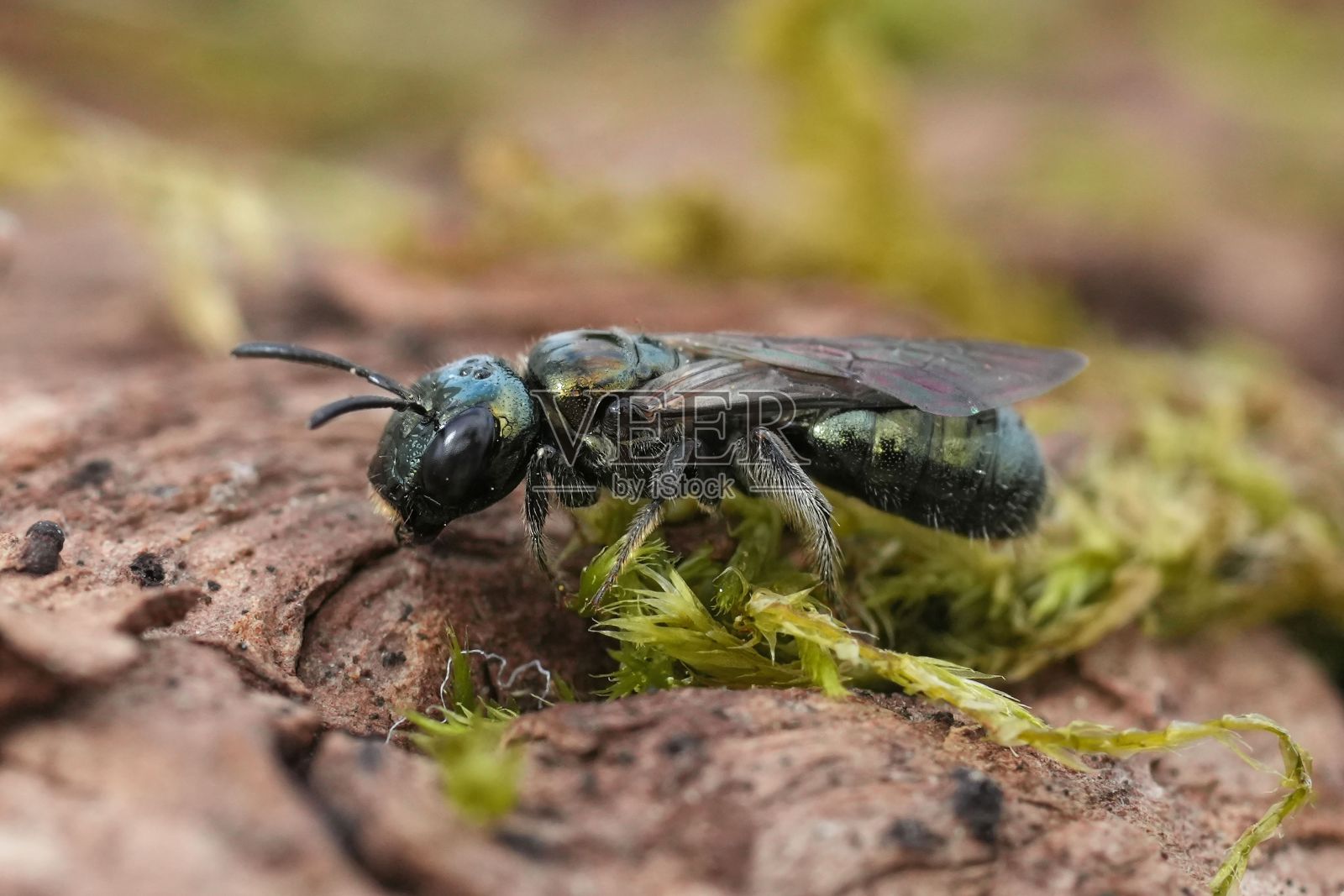 加州，一只绿色金属色的北美角蜂独居在木头上照片摄影图片