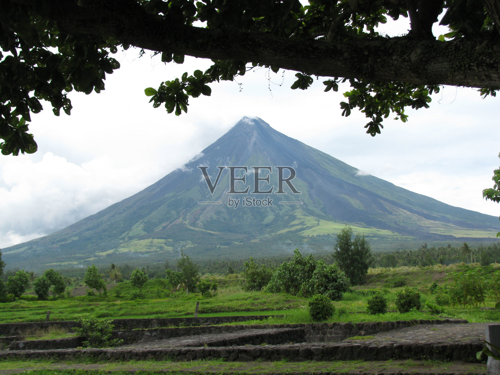 树下的有利位置照片摄影图片