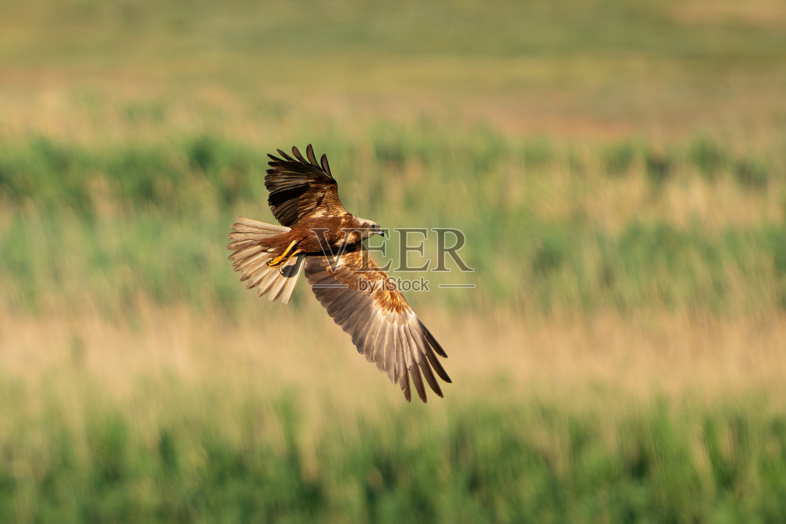 飞翔的猛禽。西部沼泽鹞。照片摄影图片