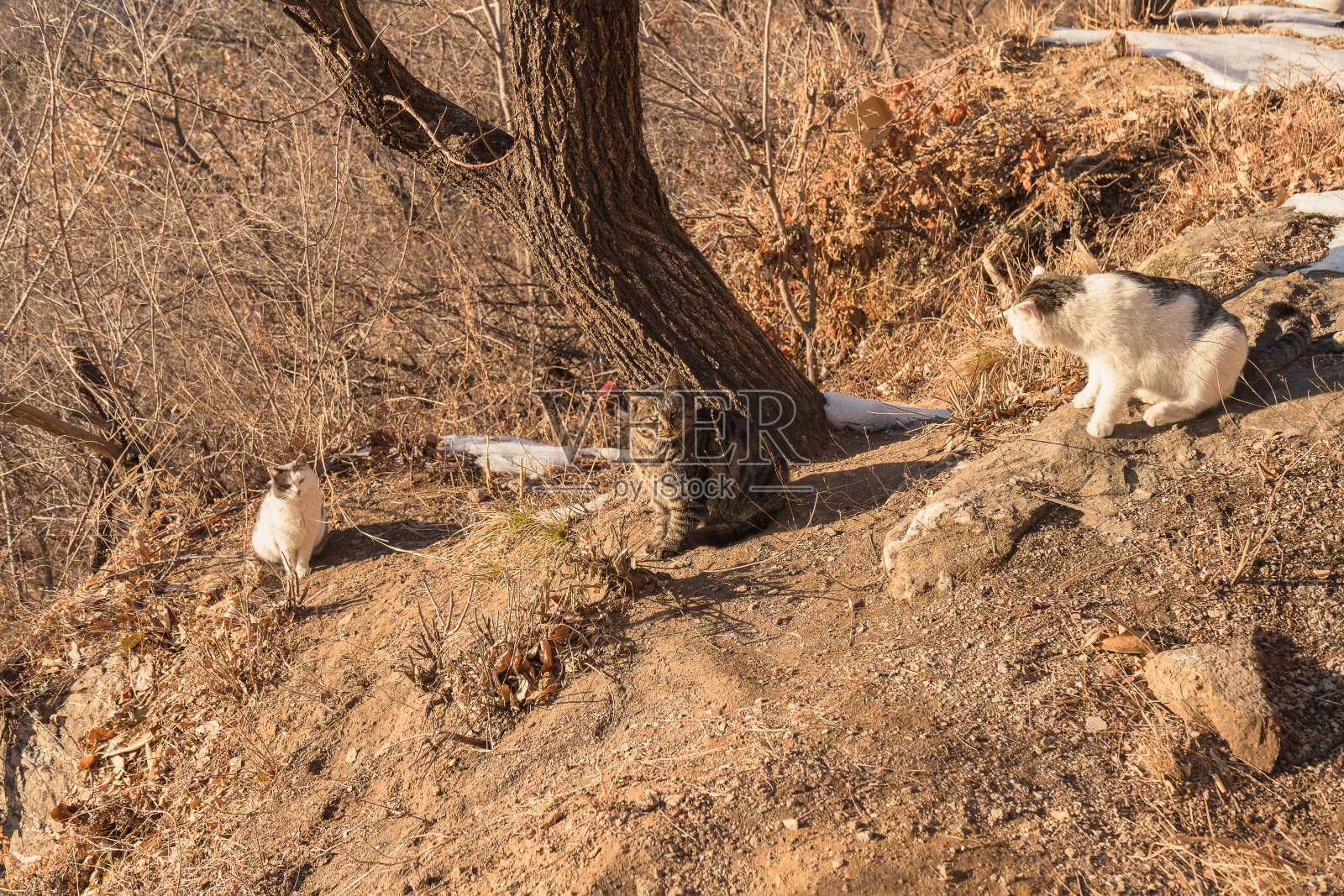 可爱的猫在沐天雨公园享受阳光照片摄影图片
