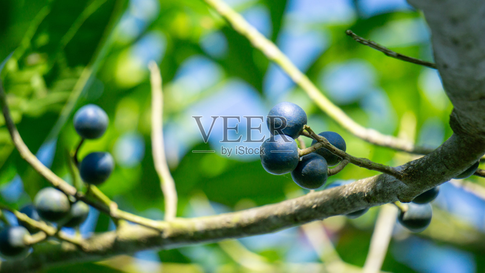 兔鼻树(Jenitri, Ganitri, ganiter atau ganitris, kimkungtsi)。果实是紫色的，有相当大的种子，通常用作珠宝中的珠子照片摄影图片