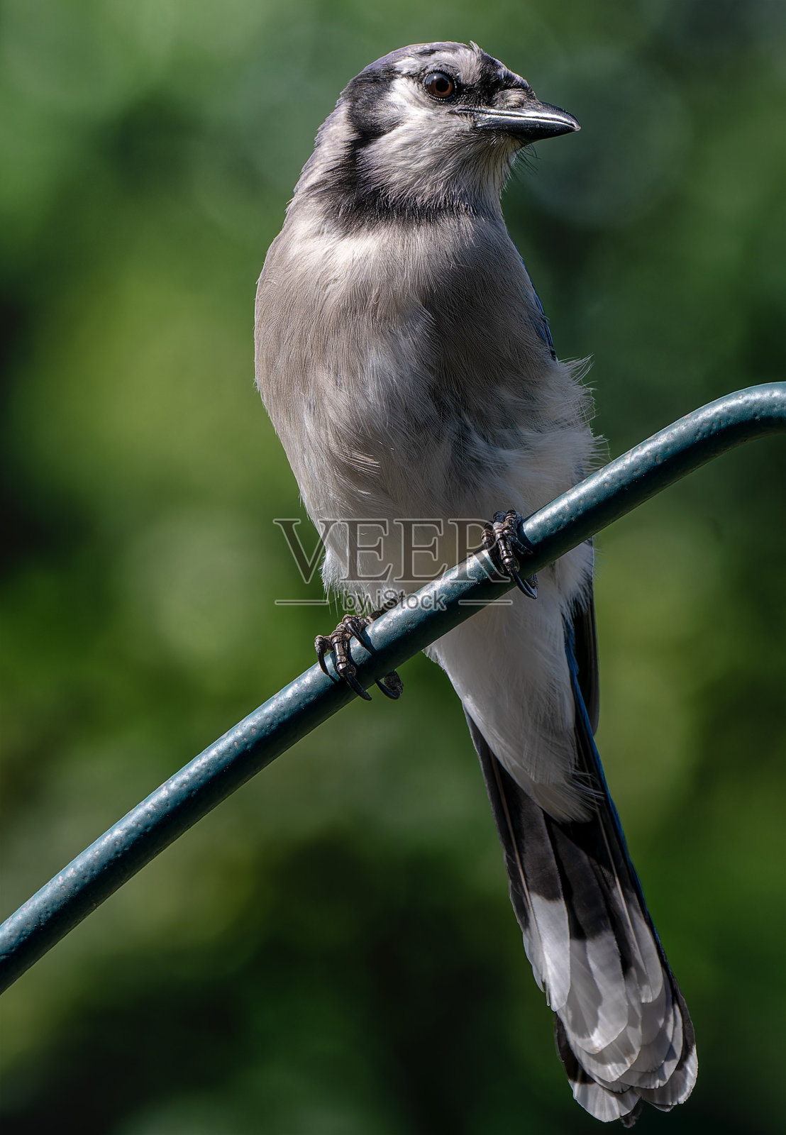一只冠蓝鸦来到甲板上照片摄影图片