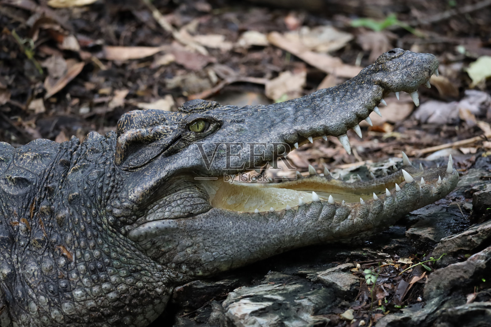 近距离观察盐鳄在河边露头照片摄影图片