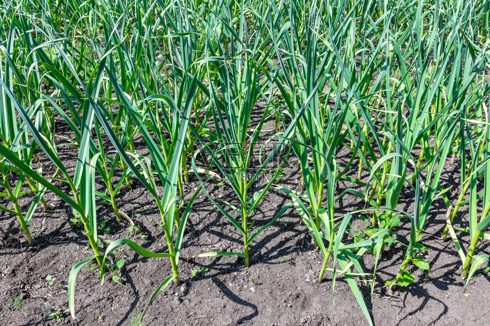 在花园的床上种大蒜。照片摄影图片