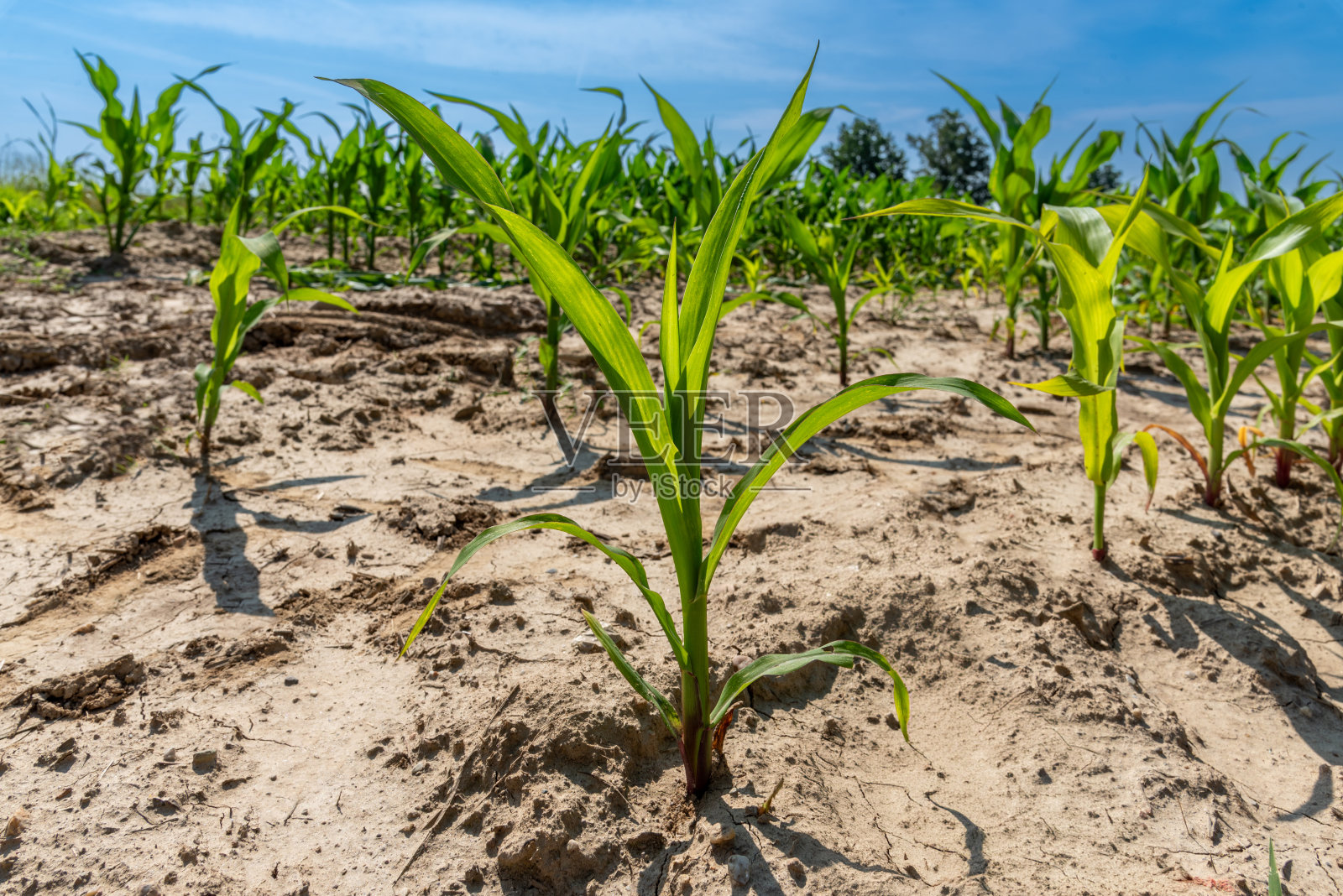 玉米幼苗照片摄影图片