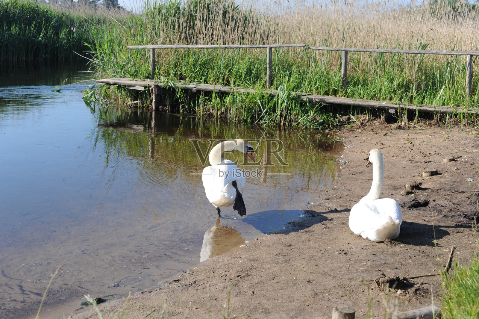 夏天河上的白天鹅夫妇照片摄影图片