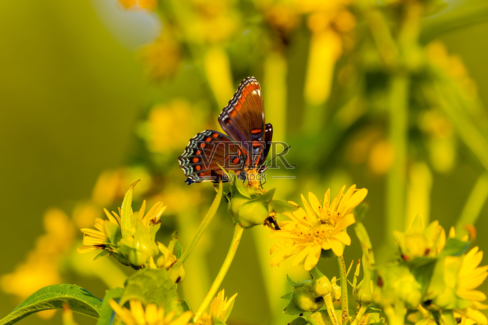 白色海军上将或红斑紫色(Limenitis arthemis)照片摄影图片