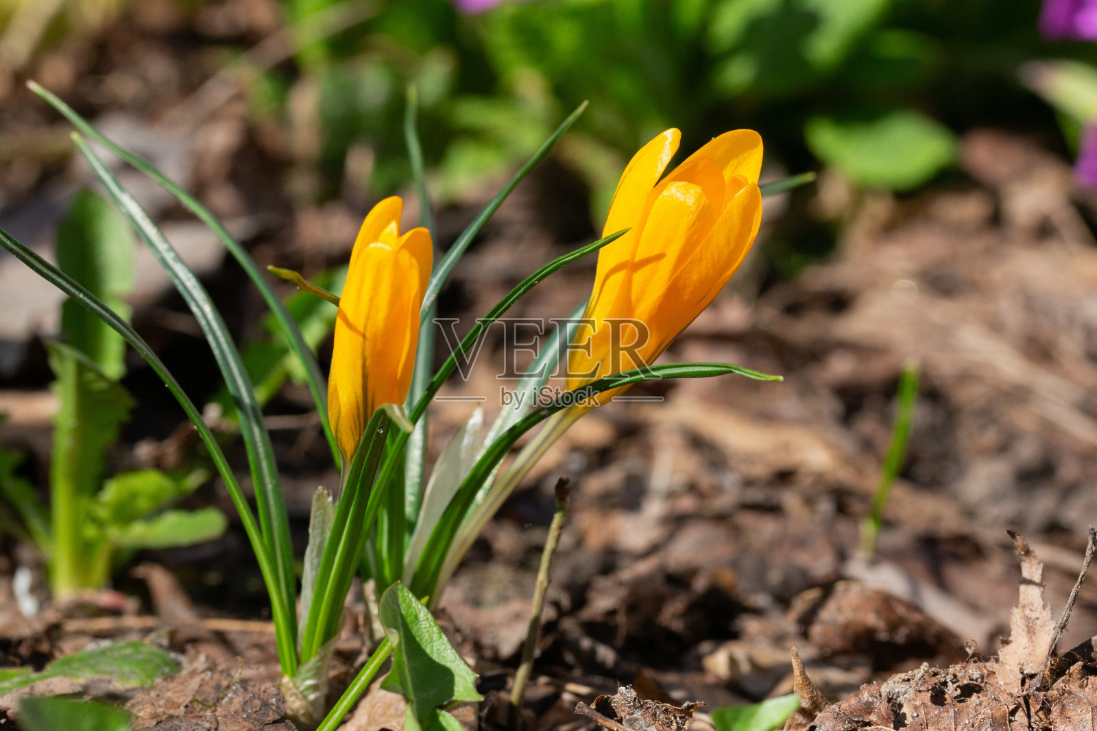 藏红花，菊花，鸢尾科。野生植物在春天发芽。照片摄影图片