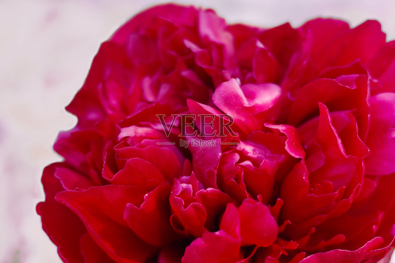 牡丹花的红色花瓣照片摄影图片