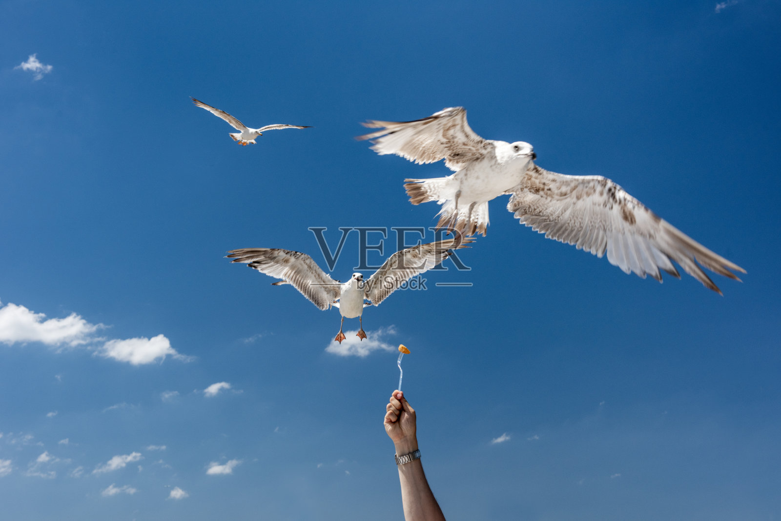 人们在喂海鸥。土耳其伊斯坦布尔的旅游活动。照片摄影图片