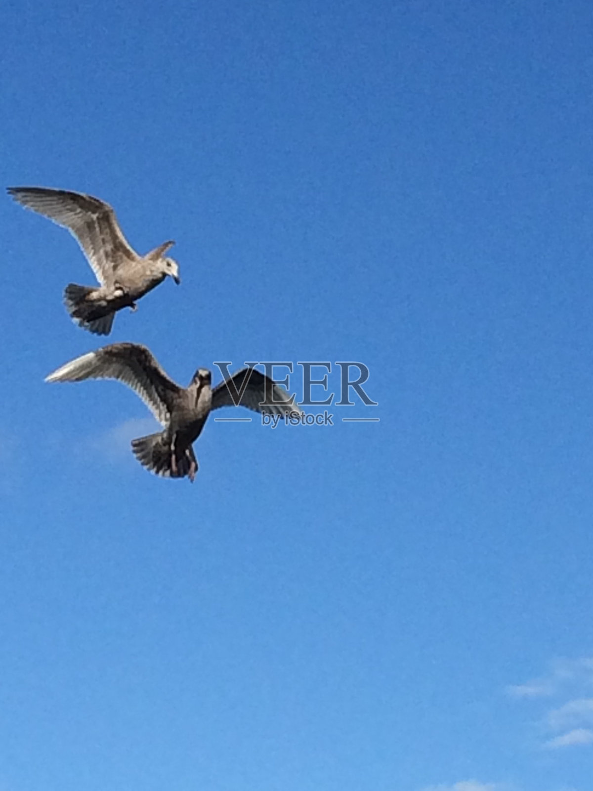 野生动物照片摄影图片