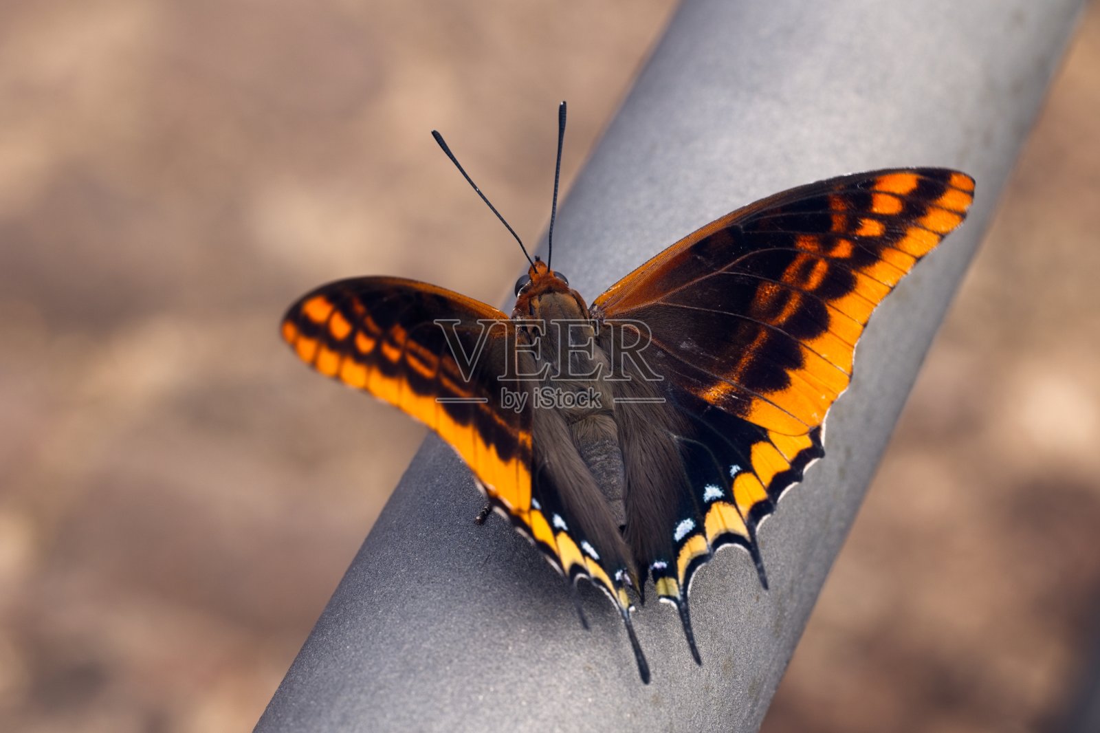 双尾帕夏照片摄影图片