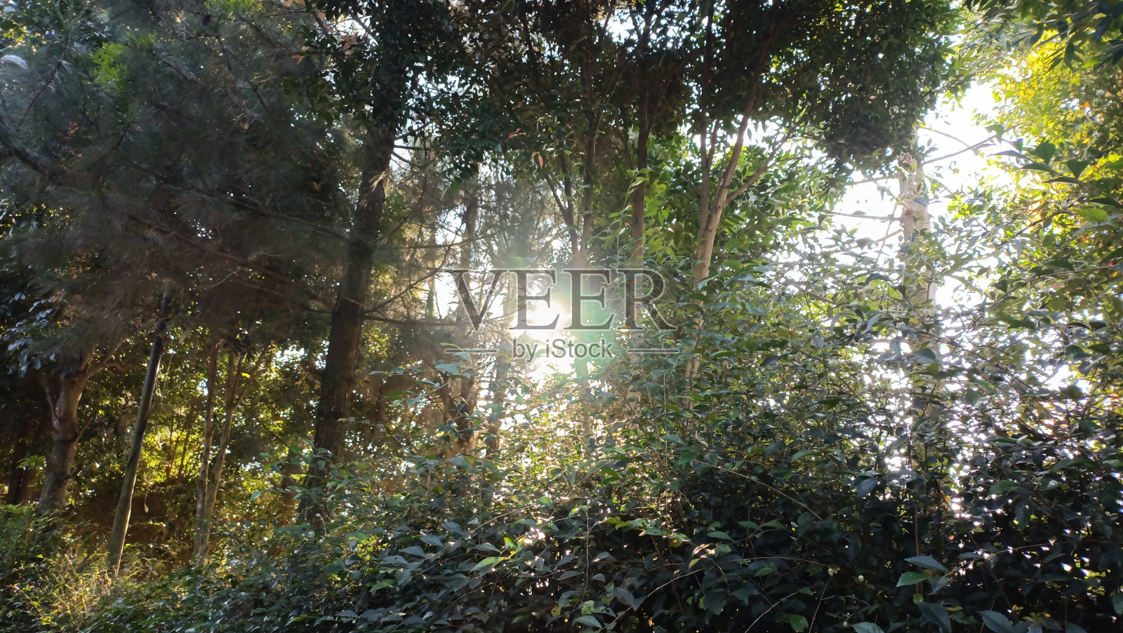 阳光透过树叶和树木照射进来照片摄影图片