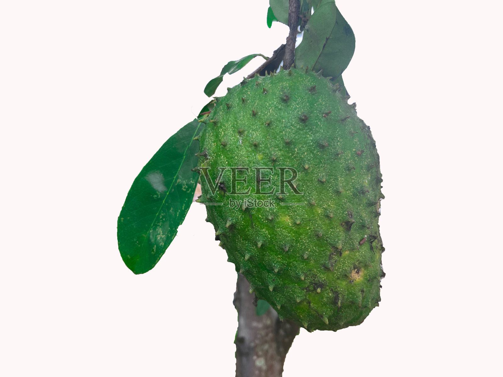 在白色背景上分离的刺果。产自美洲大陆的番荔枝照片摄影图片