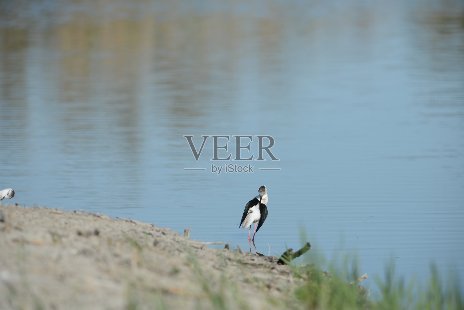 法国的鸟类照片摄影图片