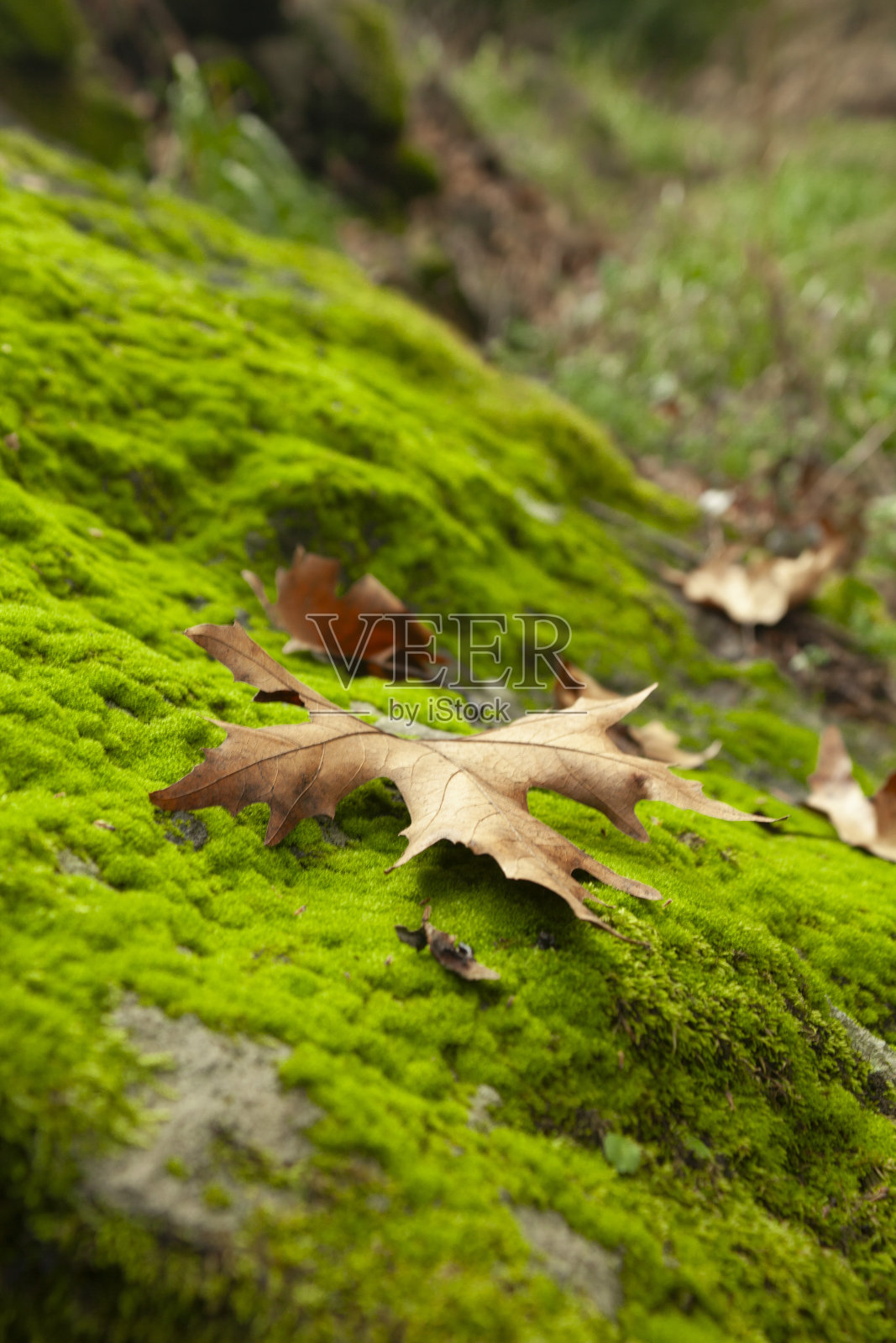 山区和森林中的地方性植物照片摄影图片