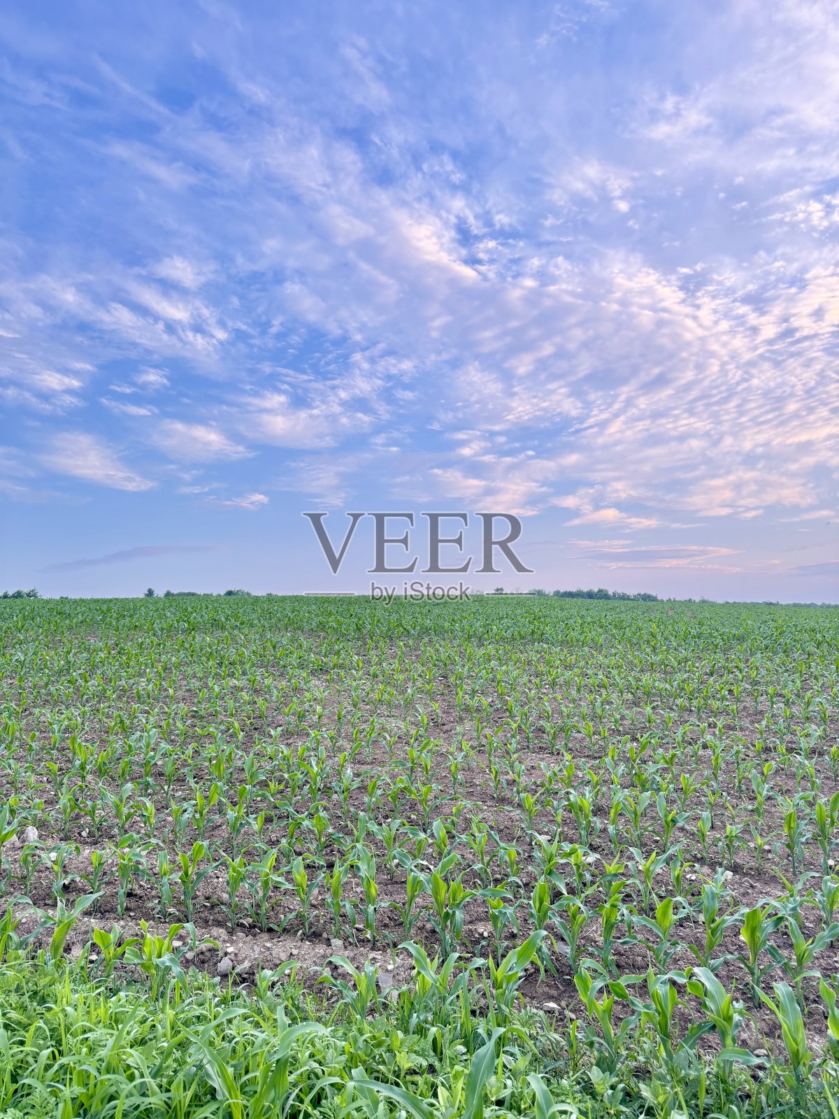 蓝天下的玉米地照片摄影图片