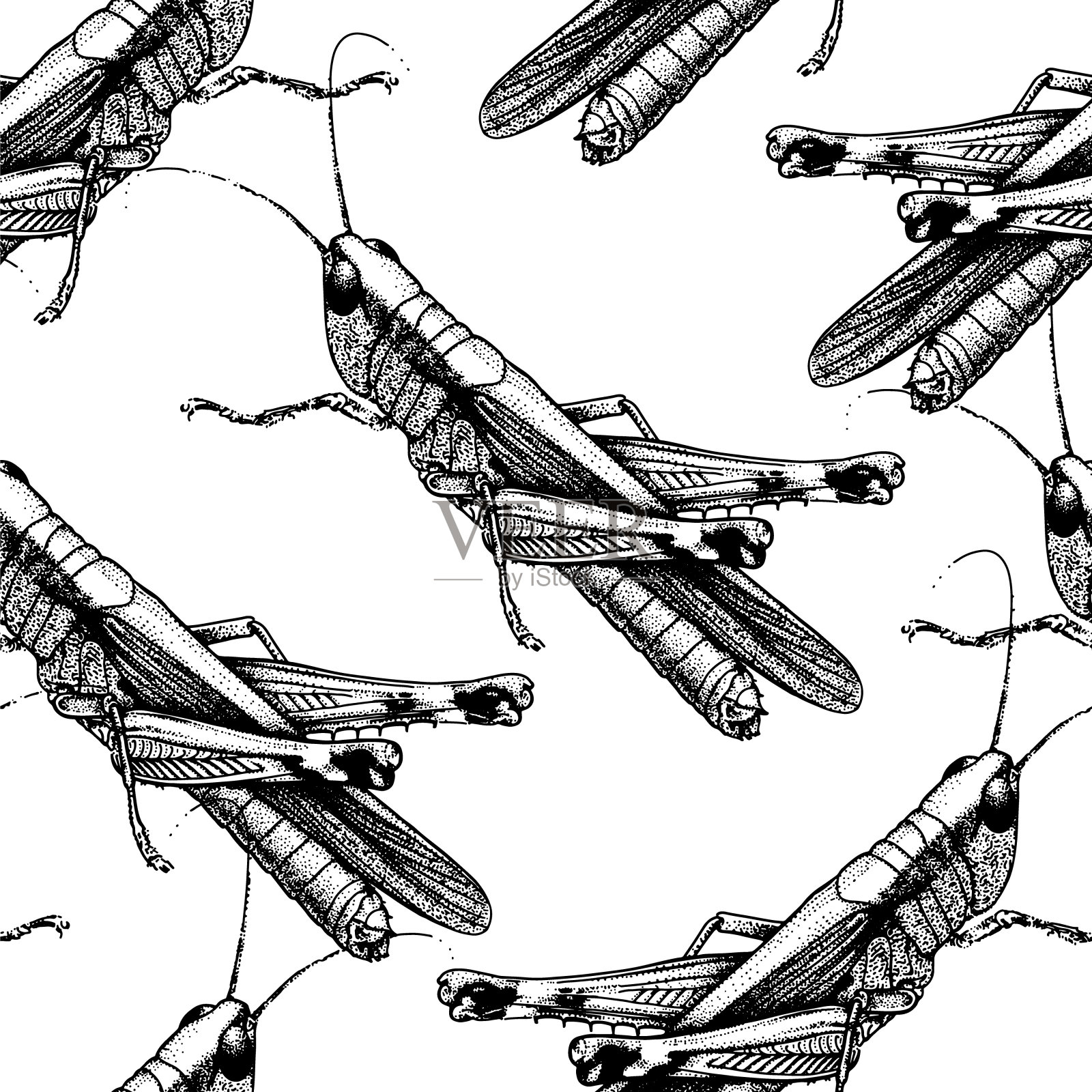 蚱蜢，蝗虫，昆虫，无缝图案。雕刻矢量插图，手绘矢量。一只蟋蟀的详细固体图像，孤立在白色。插画图片素材