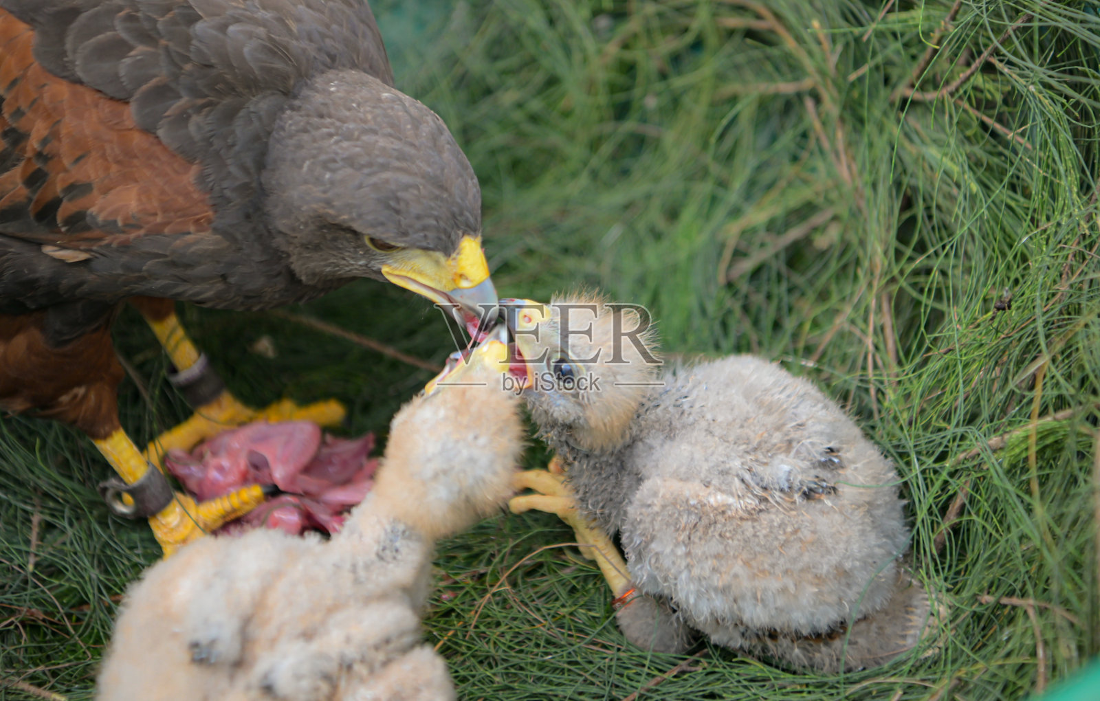 哈里斯鹰捕食猎物照片摄影图片