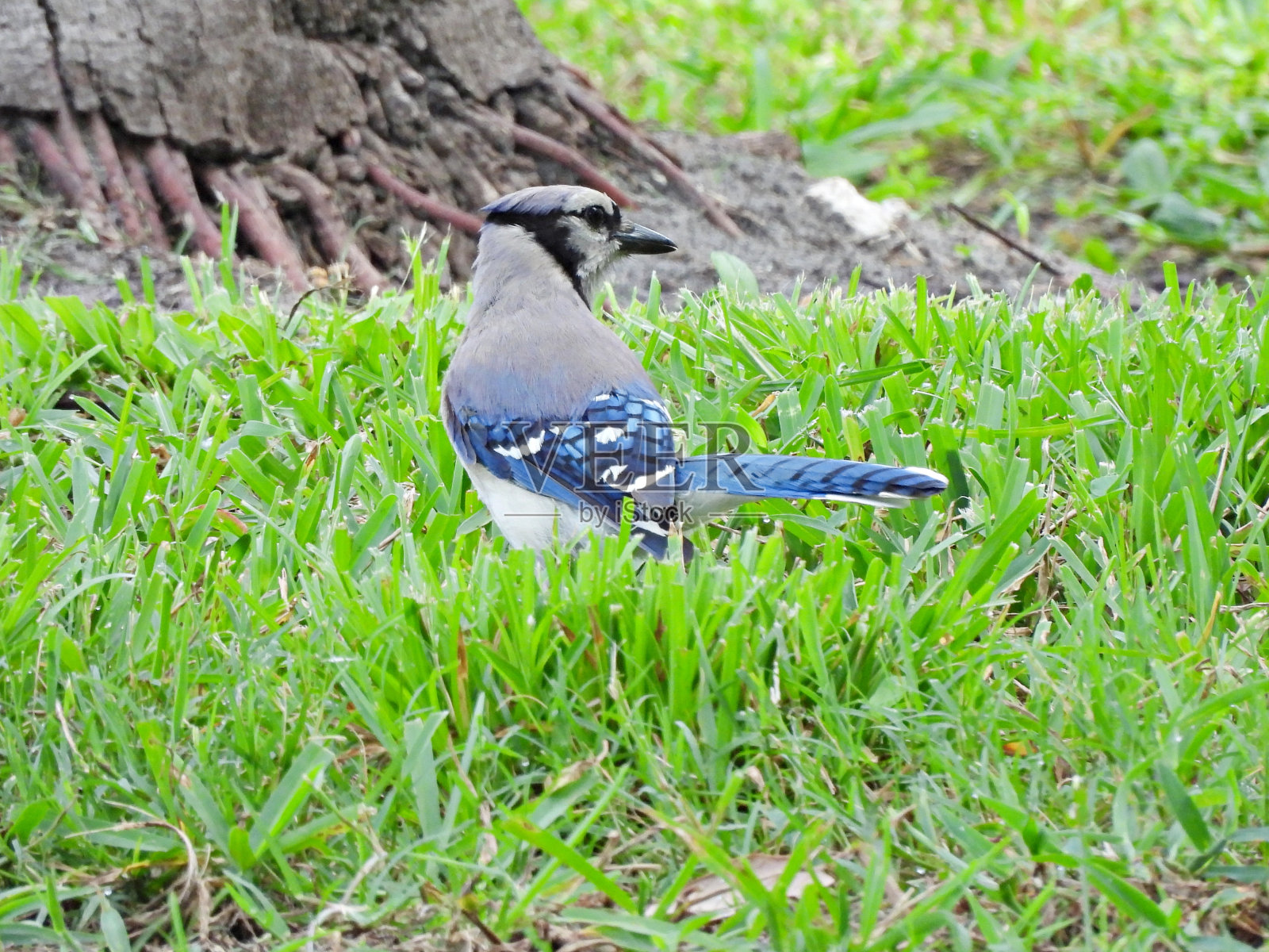 冠蓝鸦(Cyanocitta cristata)——在草地上休息照片摄影图片