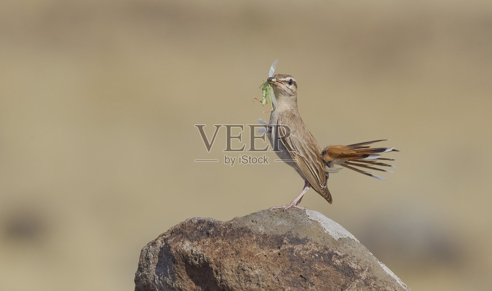 红尾矮丛知更鸟(Cercotrichas galactotes)照片摄影图片