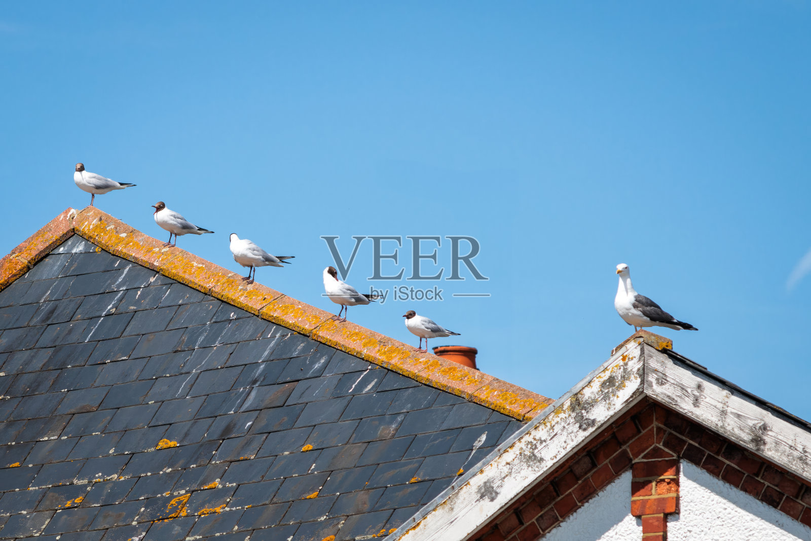 一群在屋顶休息的黑头鸥照片摄影图片