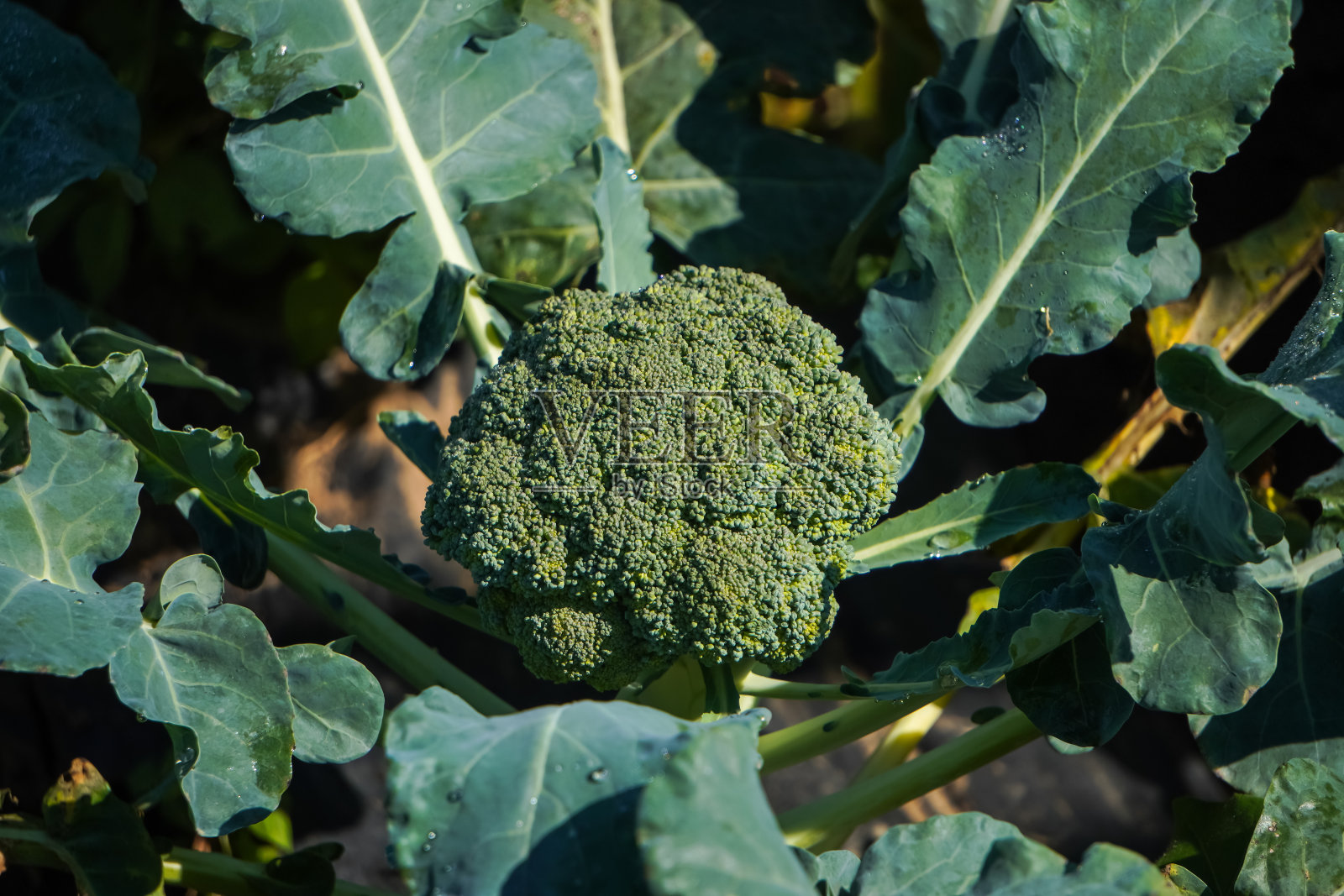 花椰菜种植园的特写照片。农业和有机蔬菜的概念。照片摄影图片