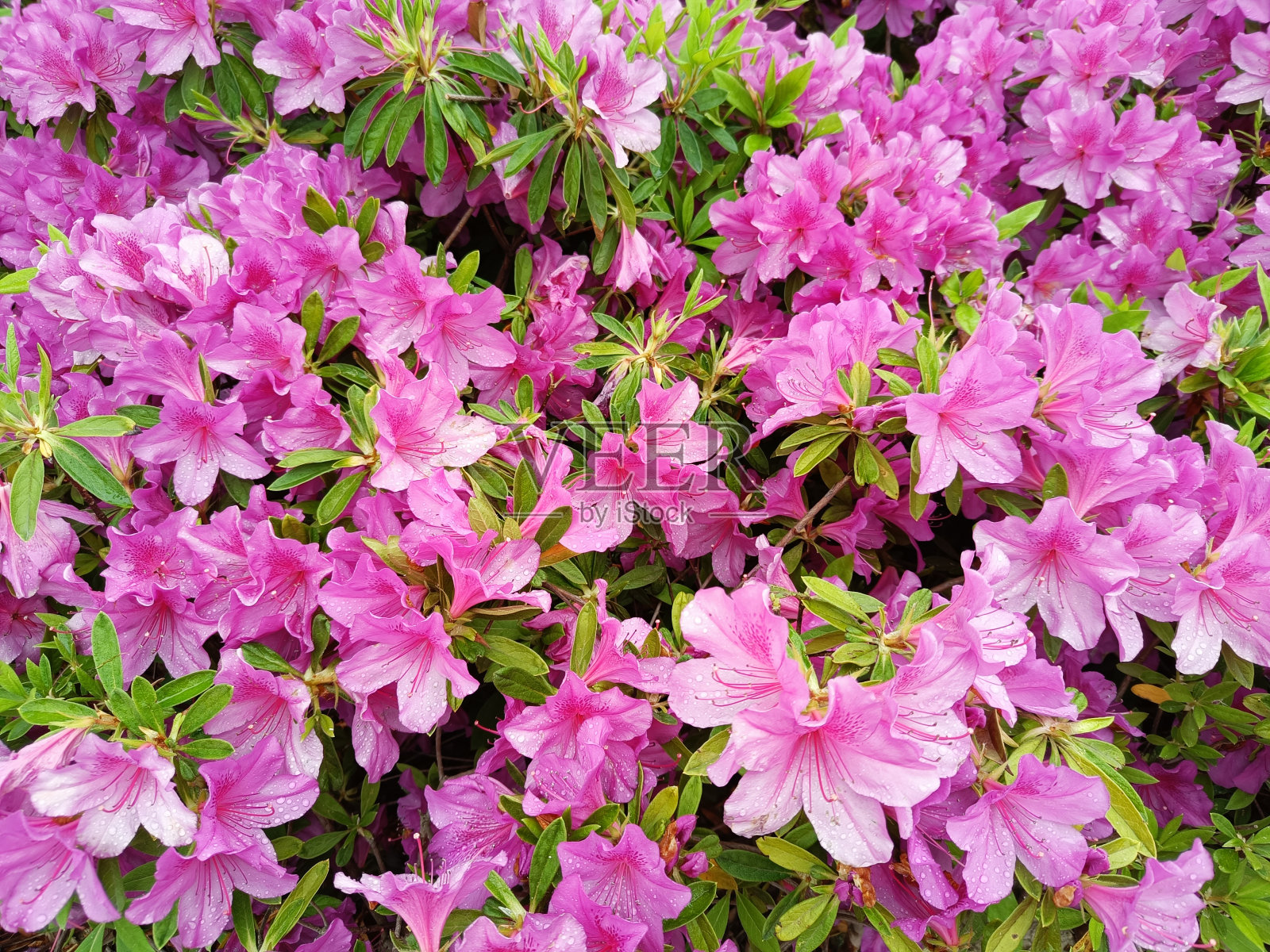 中国，粉红色杜鹃花为背景照片摄影图片