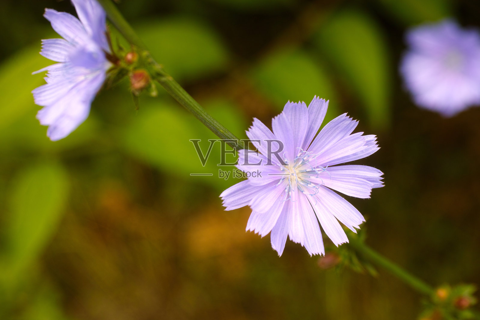 自然界常见的菊苣花。照片摄影图片