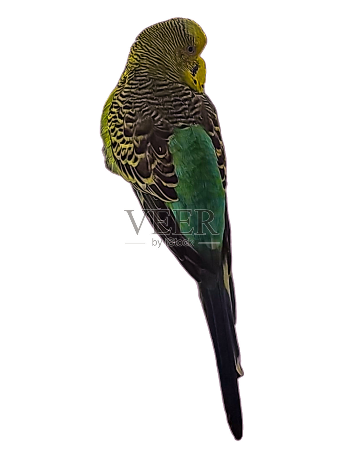 白色背景上孤立的长尾小鹦鹉。照片摄影图片