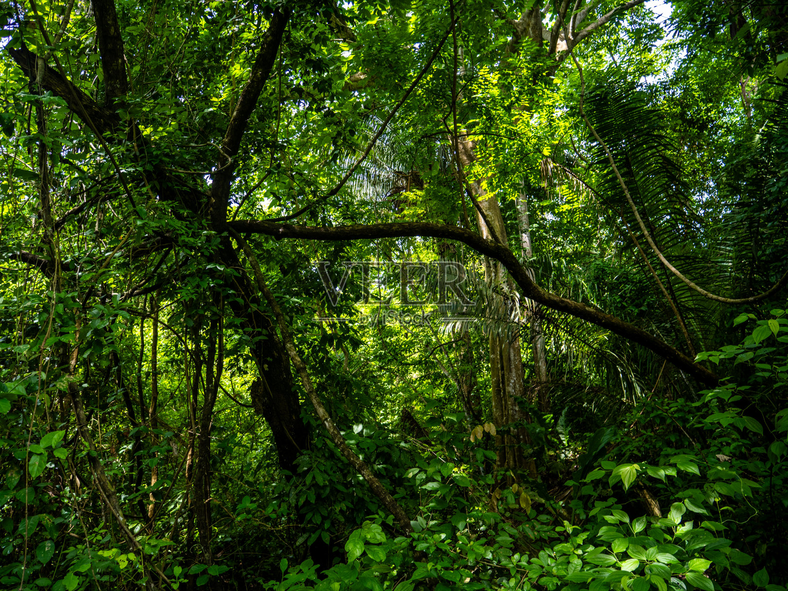 哥伦比亚泰罗纳国家公园的雨林。照片摄影图片