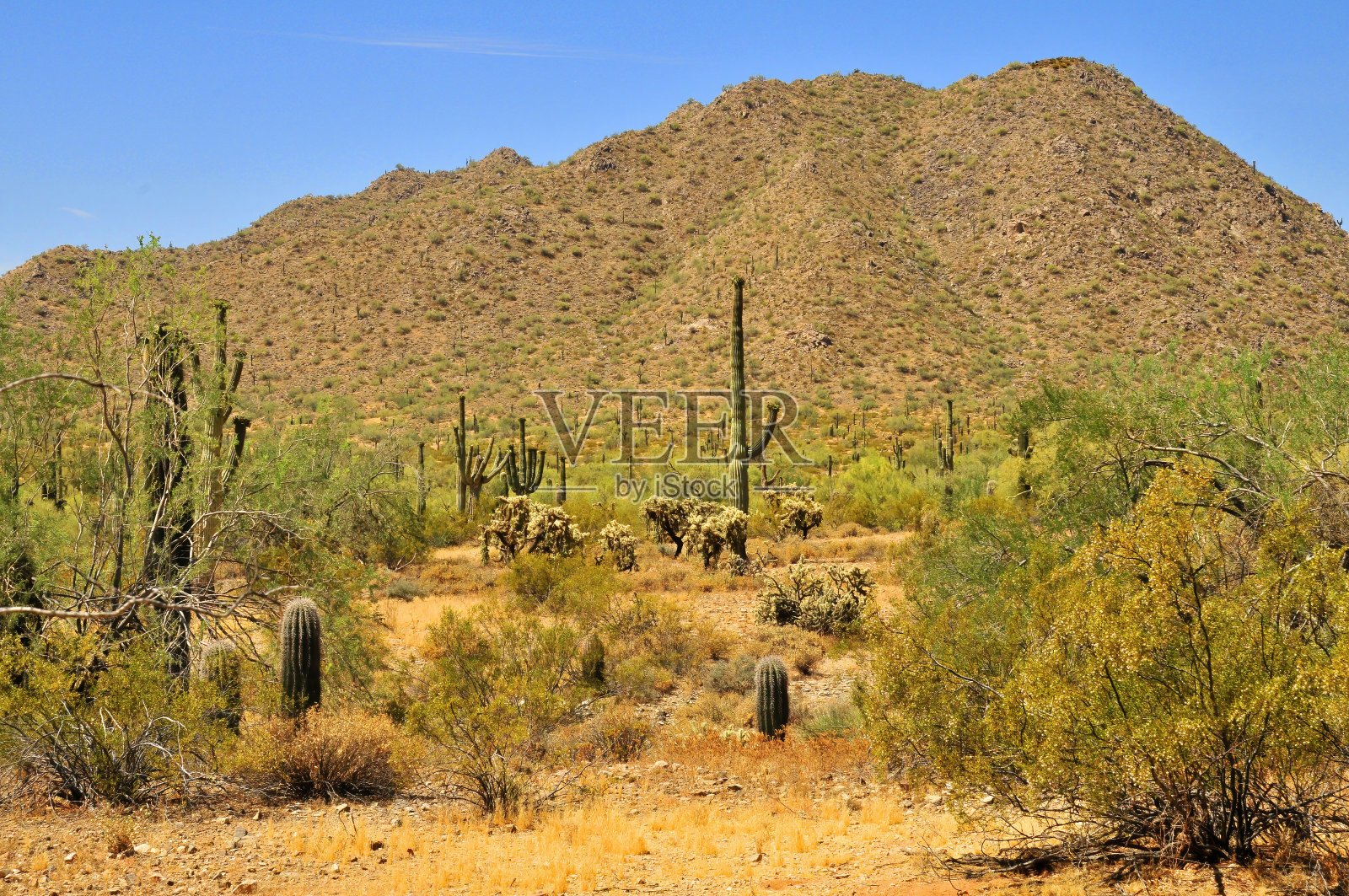 三谭山脉索诺拉沙漠亚利桑那州照片摄影图片