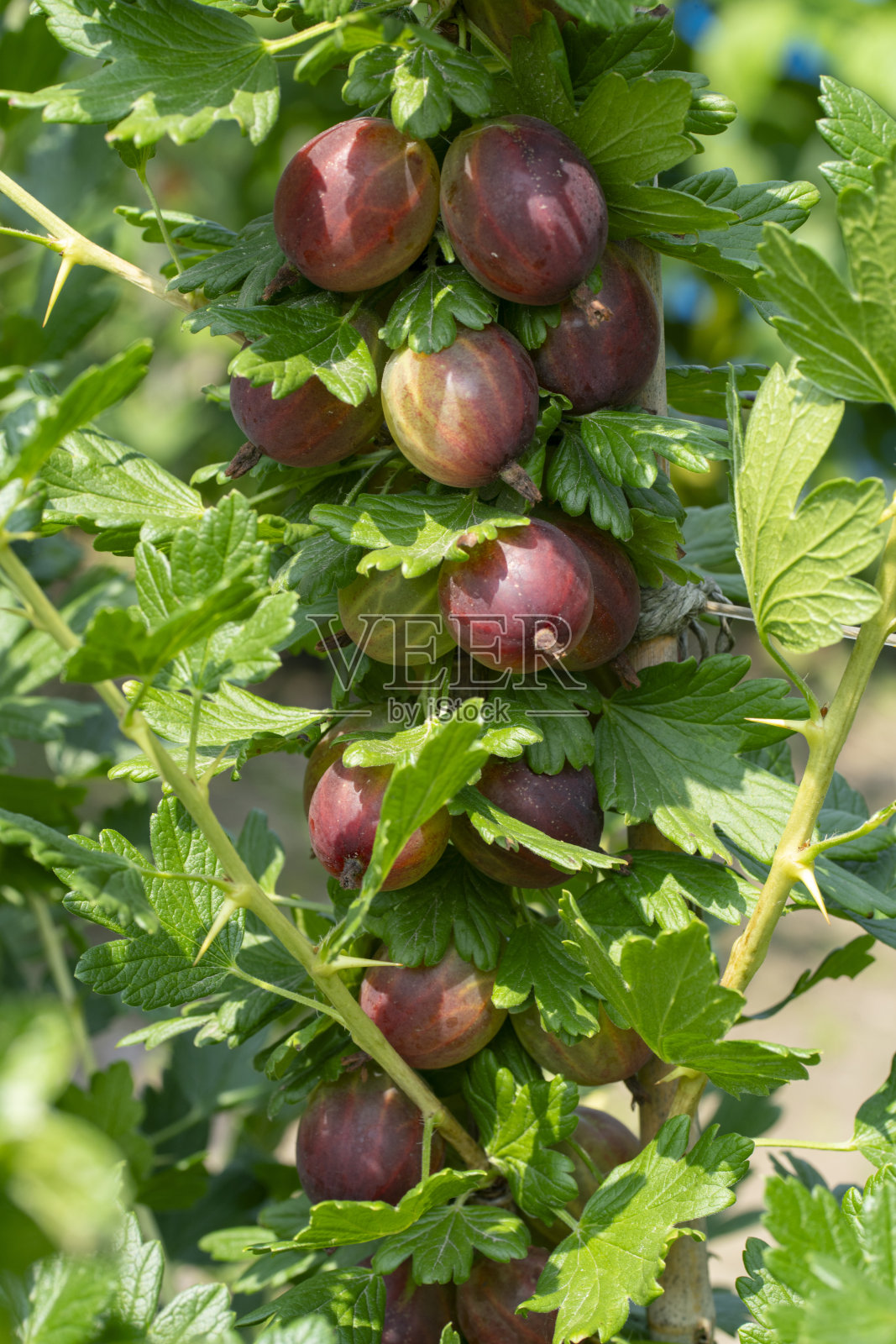 成熟的醋栗照片摄影图片