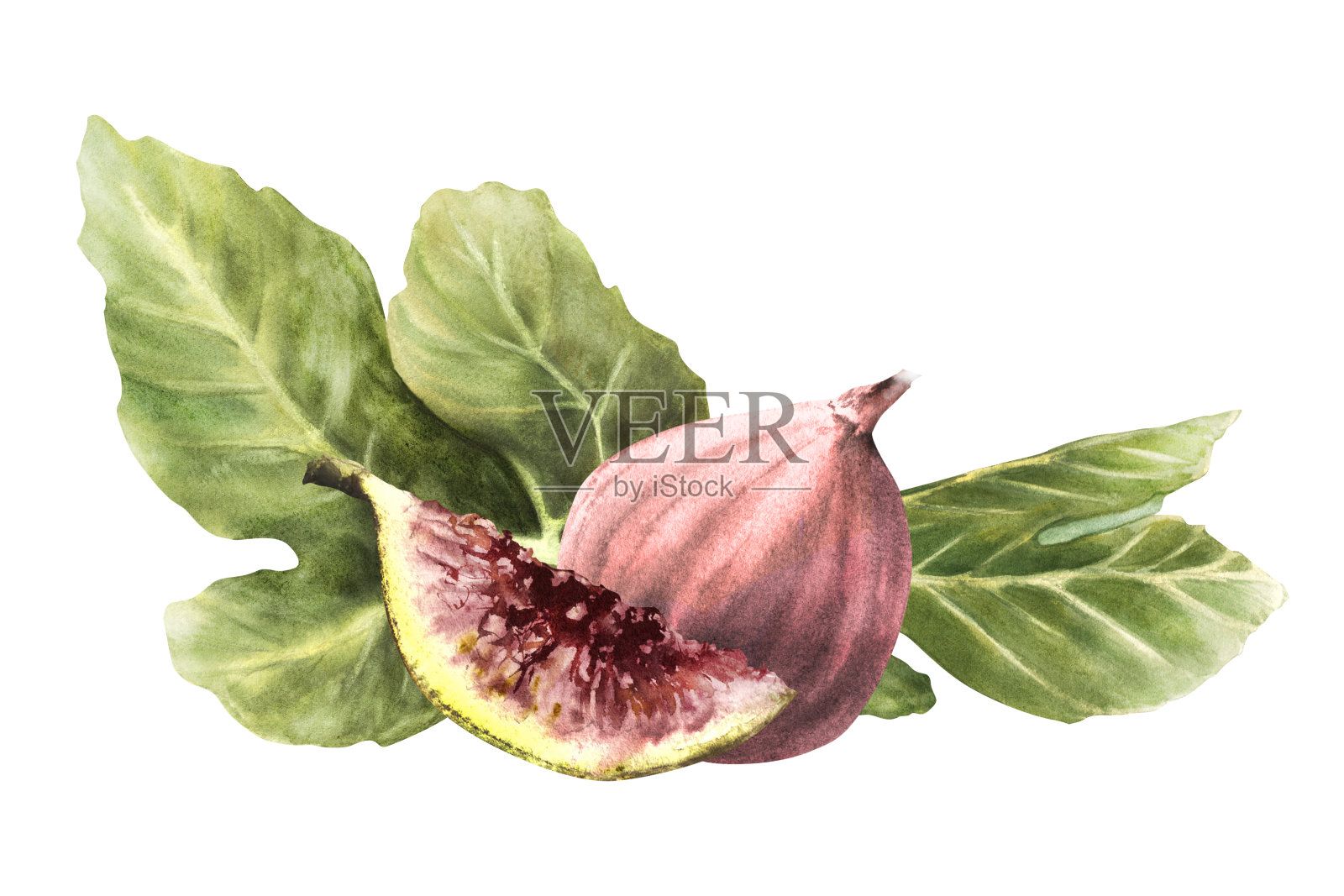 紫色的无花果和绿色的叶子。成熟的整个水果和切好的水果。手绘食品水彩插图插画图片素材
