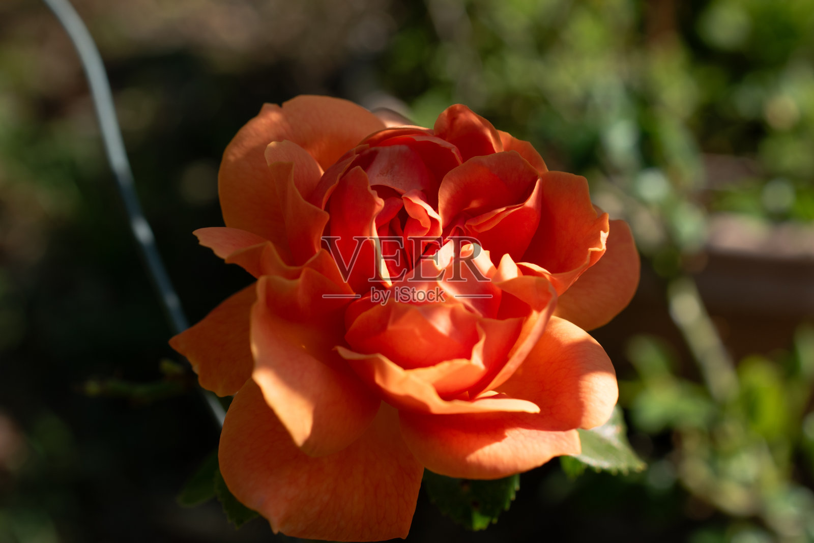 春天花园里盛开的玫瑰照片摄影图片