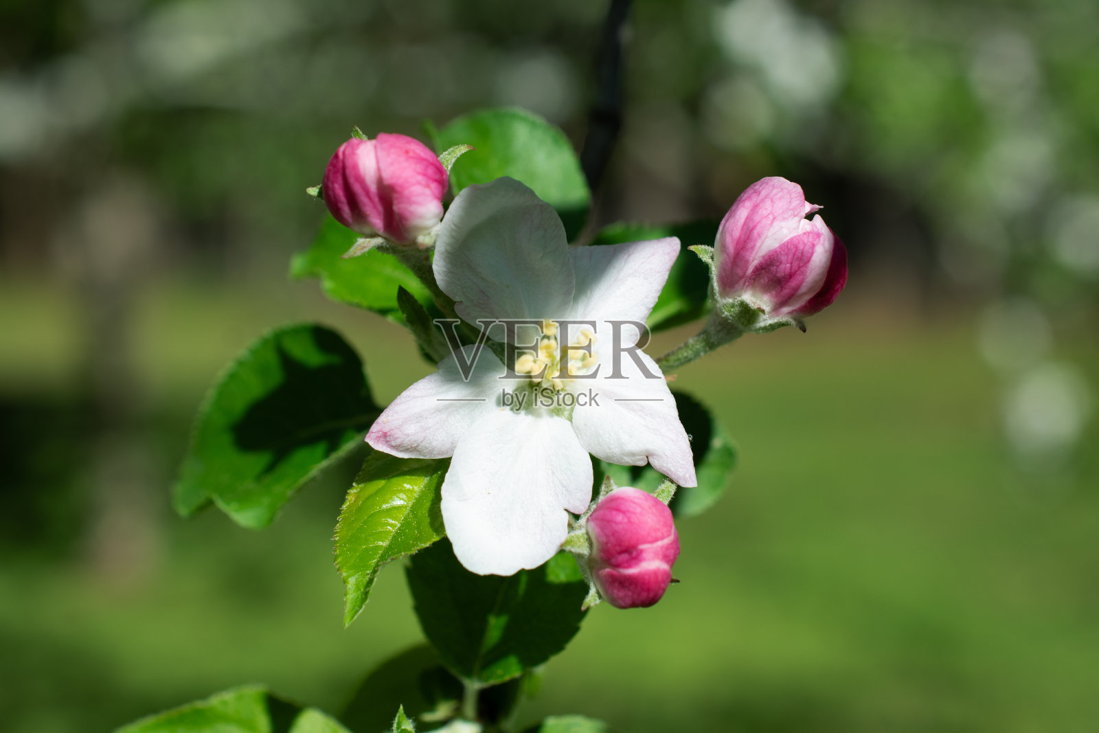 苹果树在春天的花园里开花照片摄影图片