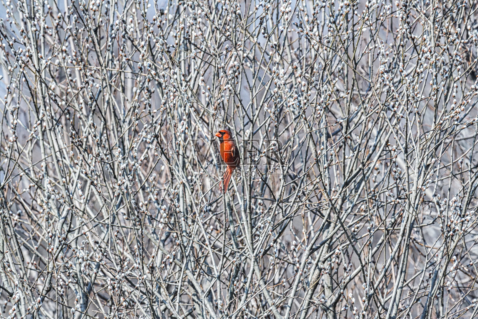 栖息在含苞待放的柳树丛中的北方红雀照片摄影图片