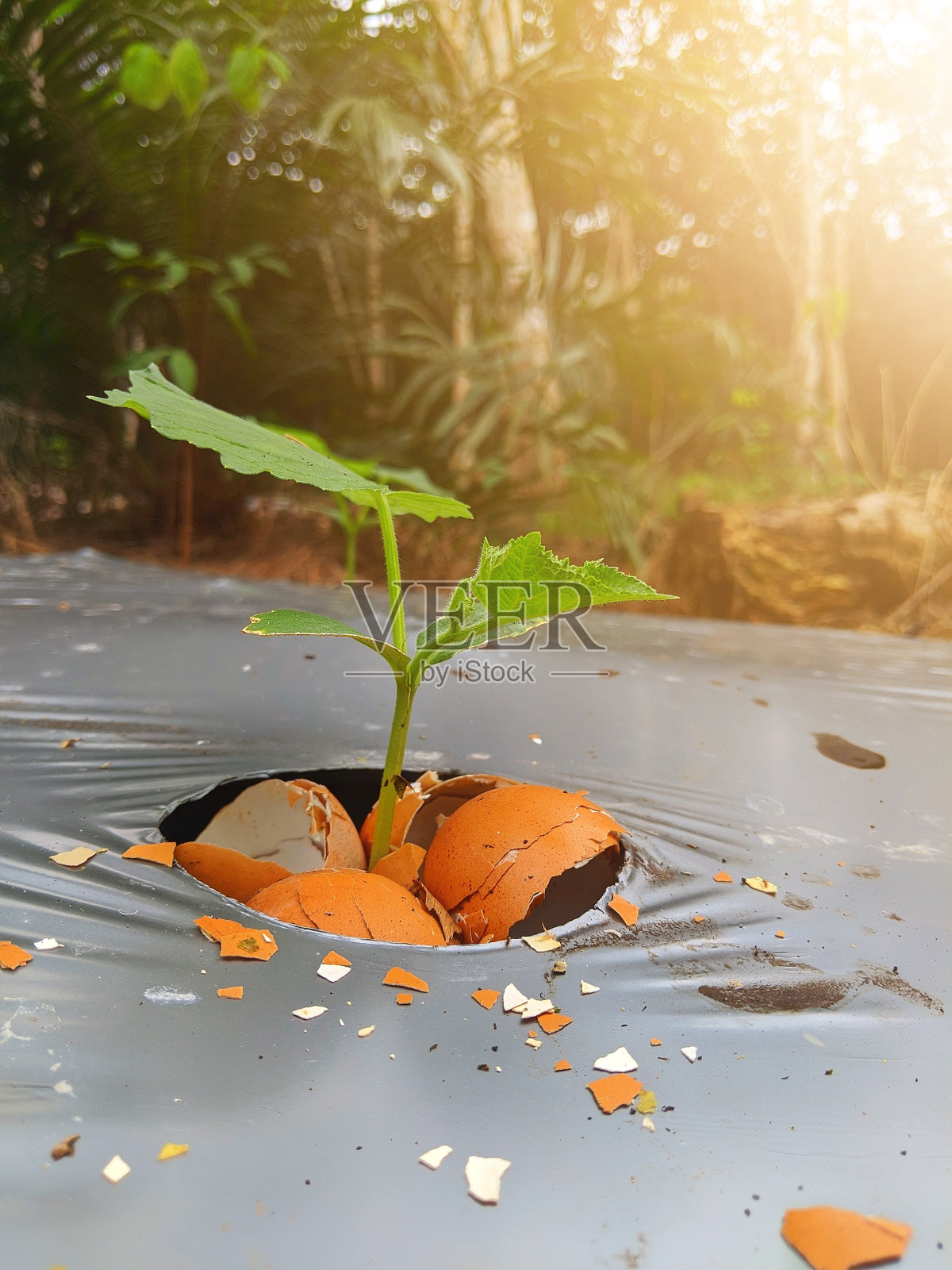 用蛋壳施肥的植物照片摄影图片