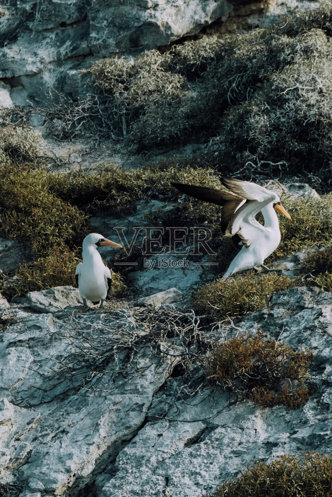 纳斯卡鲣鸟栖息在加拉帕戈斯群岛圣克里斯托瓦尔蓬塔皮特海岸的岩石上照片摄影图片