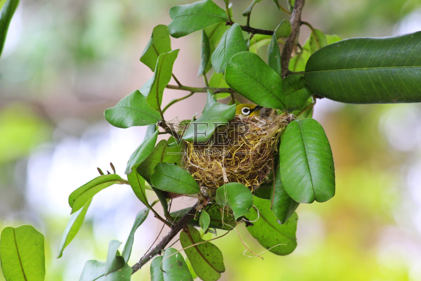 白眼鸟的眼睛照片摄影图片