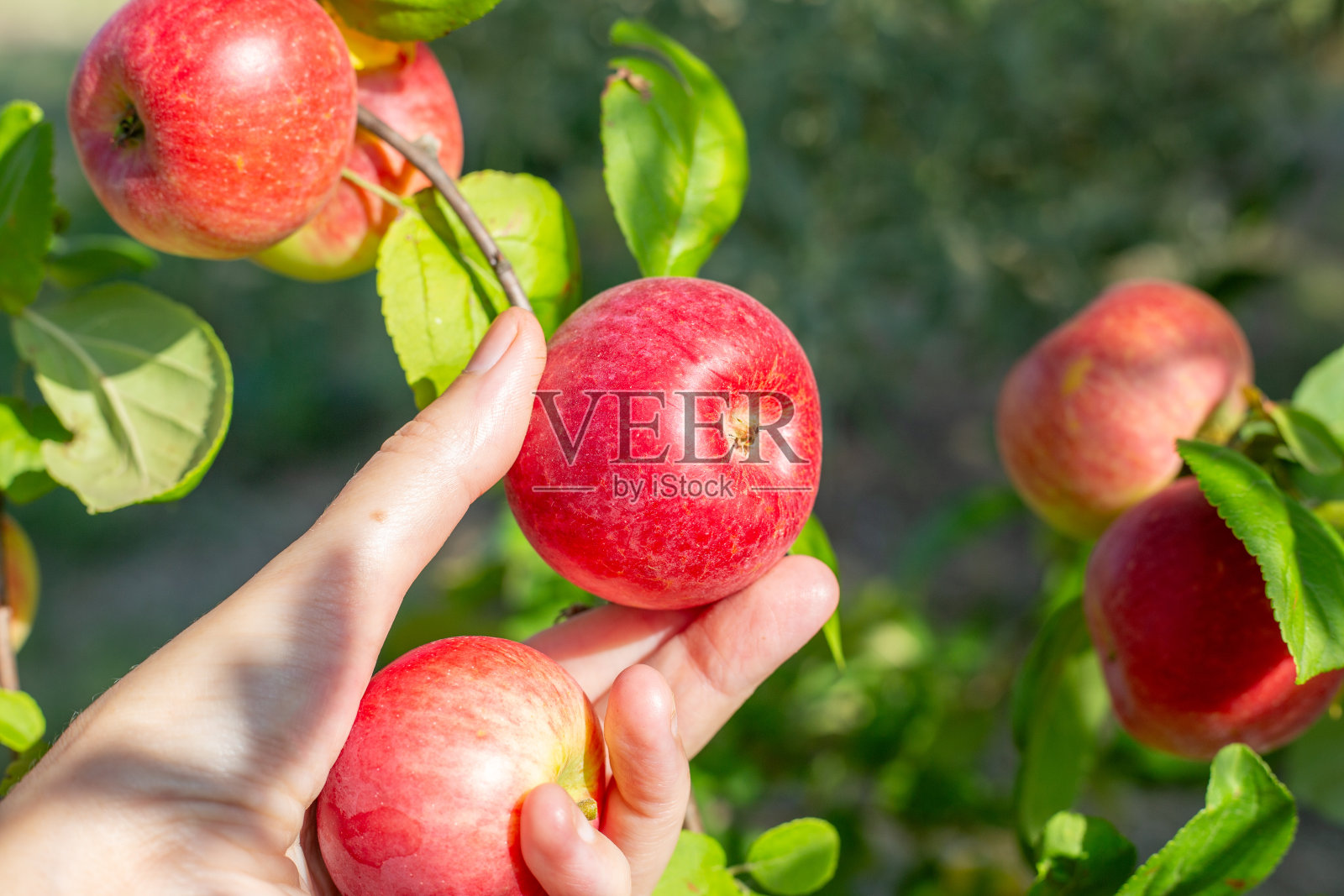 苹果丰收。一个女人的手从苹果树上摘下一个成熟的红苹果(特写)照片摄影图片