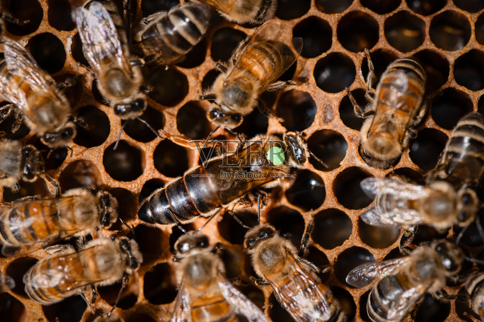 蜂王在开放的蜂巢上被护工包围着照片摄影图片