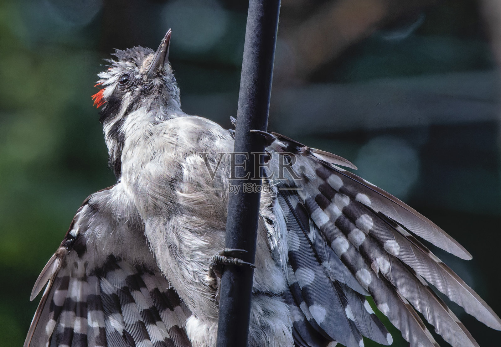 一只绒毛啄木鸟在喂鸟器上照片摄影图片