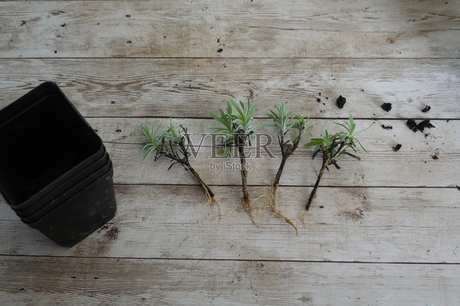 薰衣草插枝准备种植。幼嫩的薰衣草枝带根，繁殖芳香植物照片摄影图片