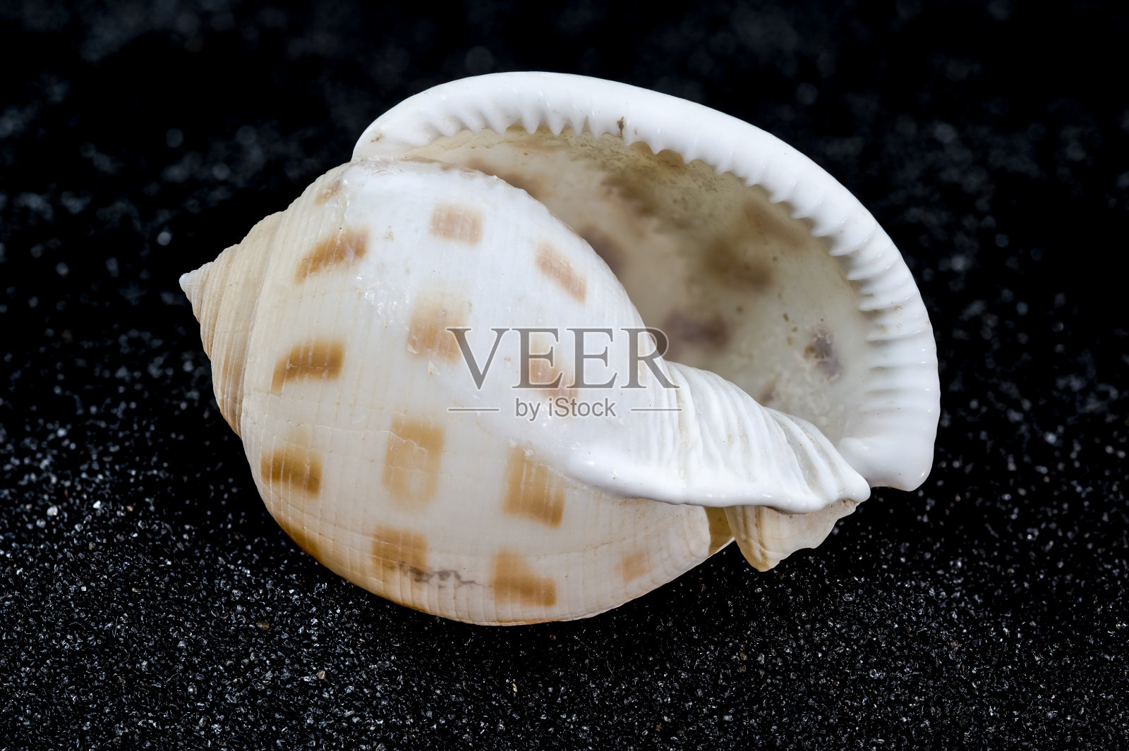 半西斯日本贝壳在黑色的沙子背景照片摄影图片