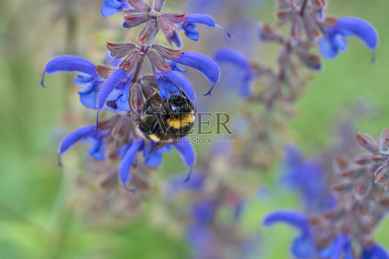 大黄蜂在一朵花上采集花蜜。自然界中为花粉授粉的昆虫照片摄影图片