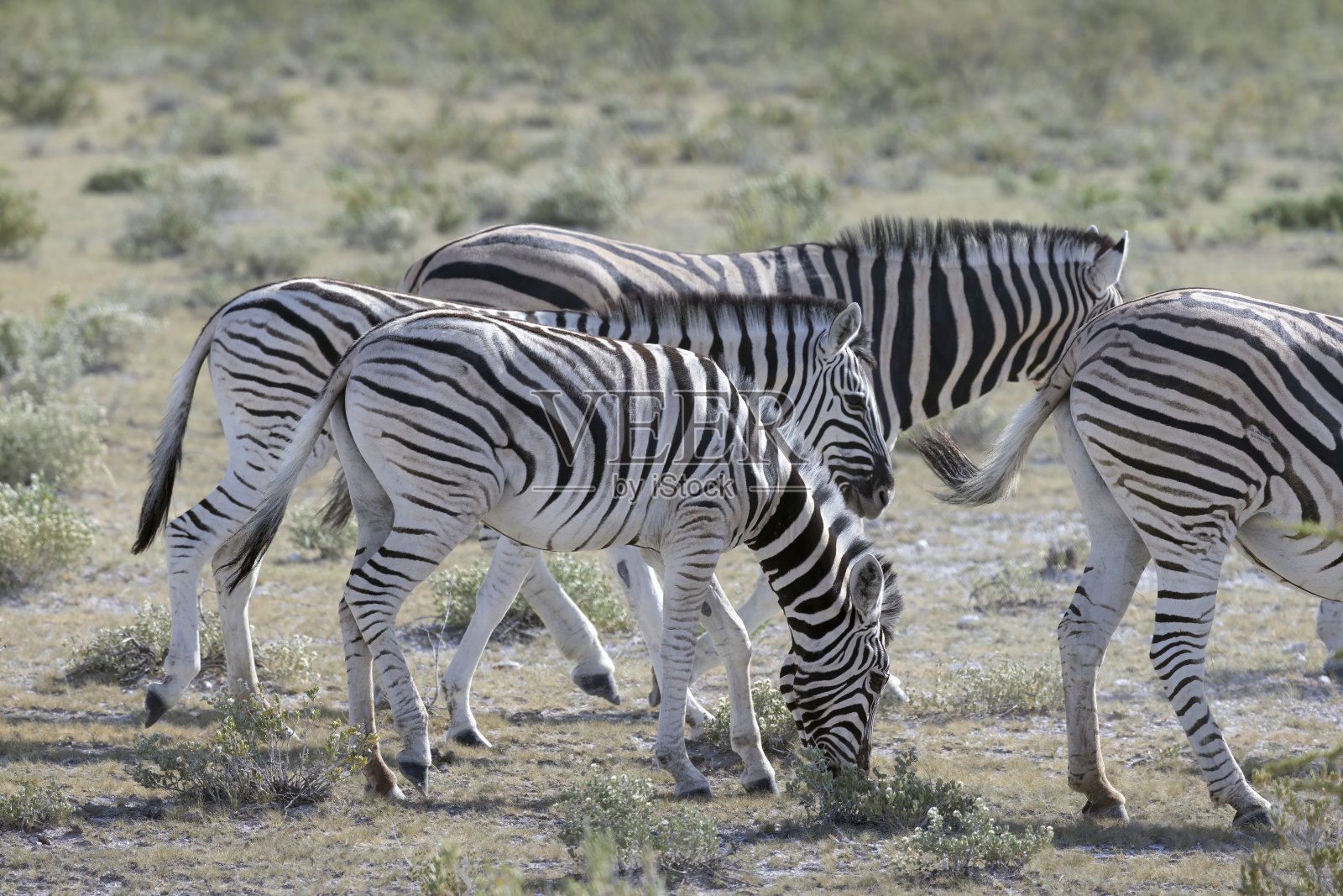 图为一群斑马站在纳米比亚的埃托沙国家公园里照片摄影图片