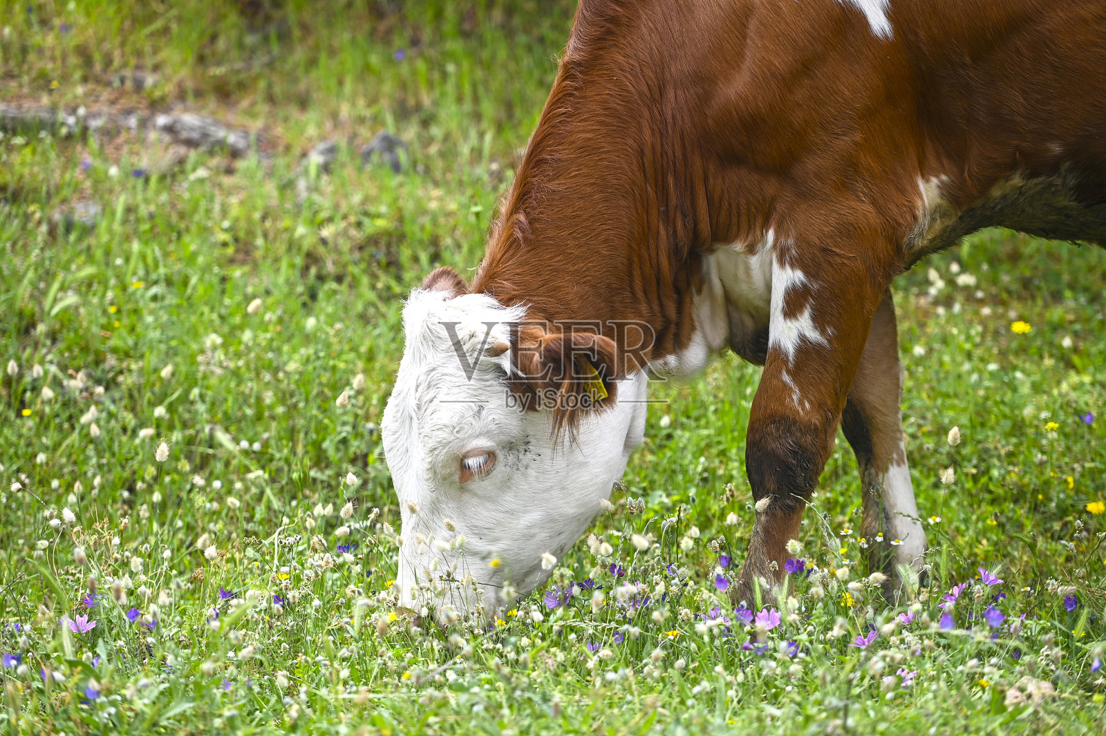 牛在田野里吃草照片摄影图片